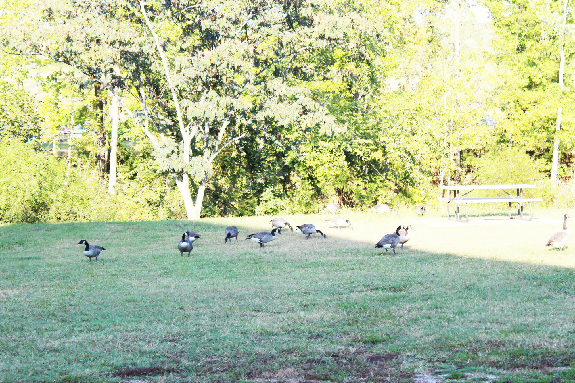 Arbors At Island Landing Hotel & Suites Pigeon Forge Eksteriør bilde